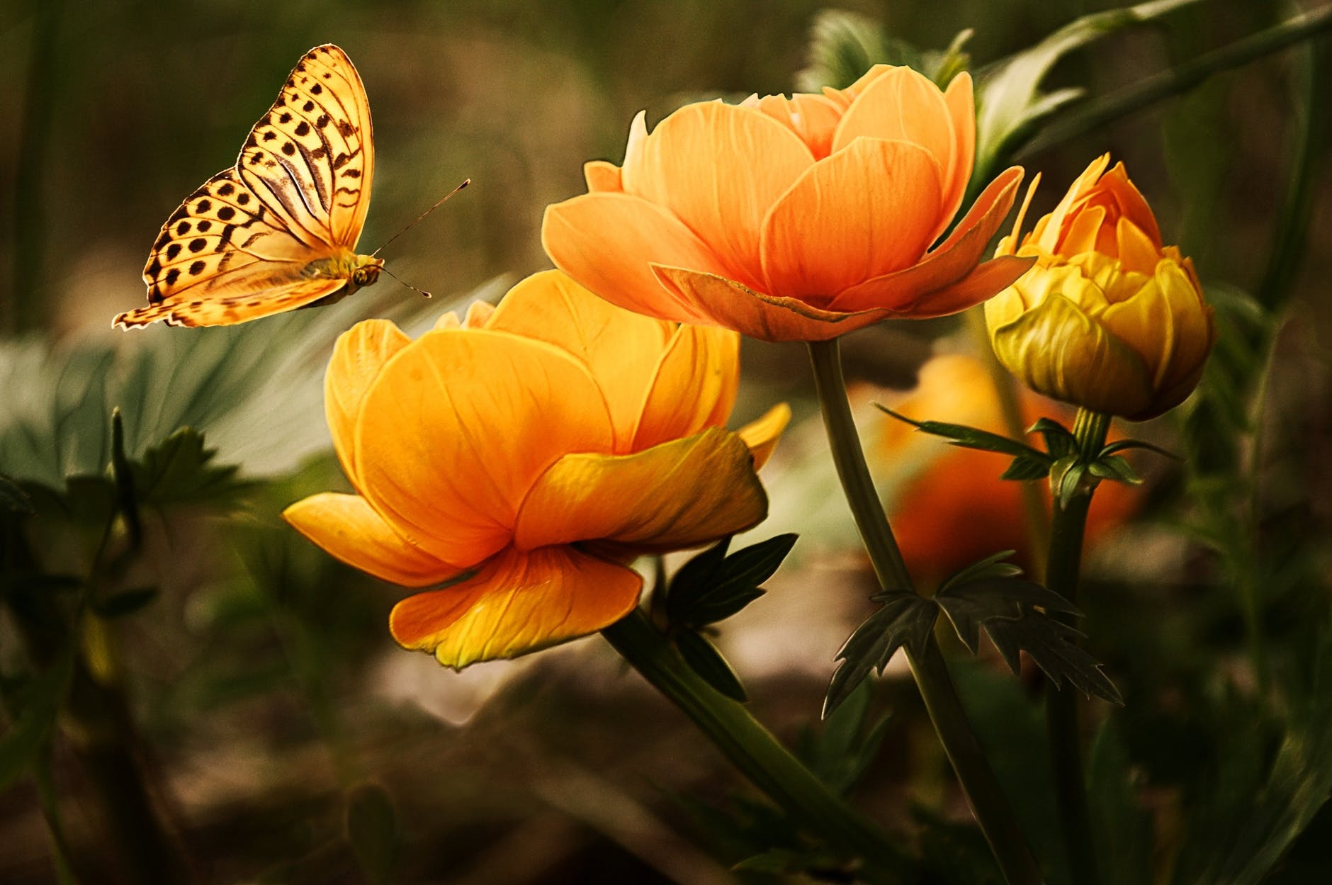 Beautiful Flowers with Surprising Meanings
